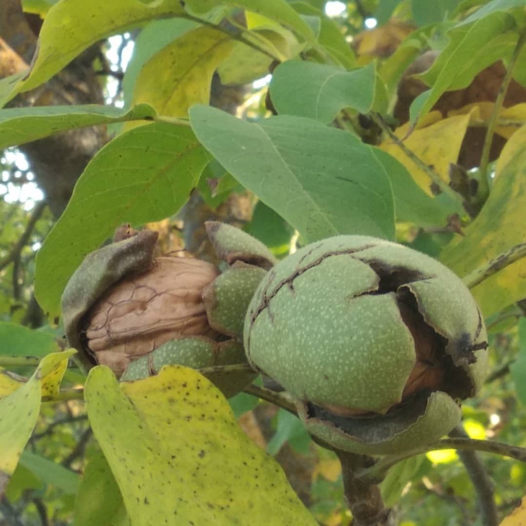 Las nogueras Oliete, un pueblo que enamora